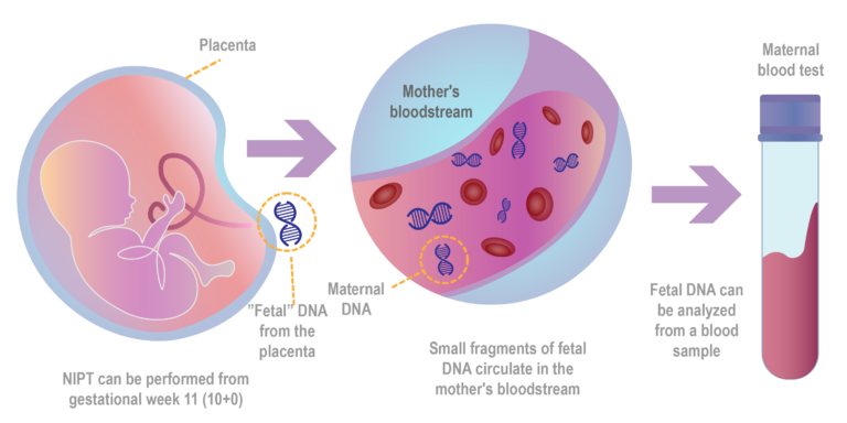 Babyscreen NIPT Fetal DNA English version Rityta 1 kopia